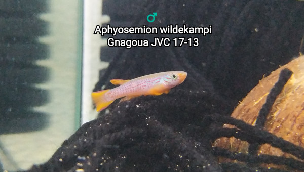 ♂️  Aphyosemion wildekampi Gnagoua JVC 17-13