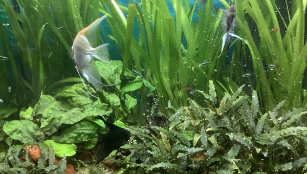 Mes bébés devenus grands