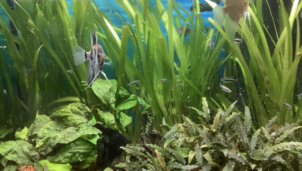 Mes bébés devenus grands