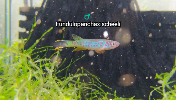 ♂️  Fundulopanchax scheeli