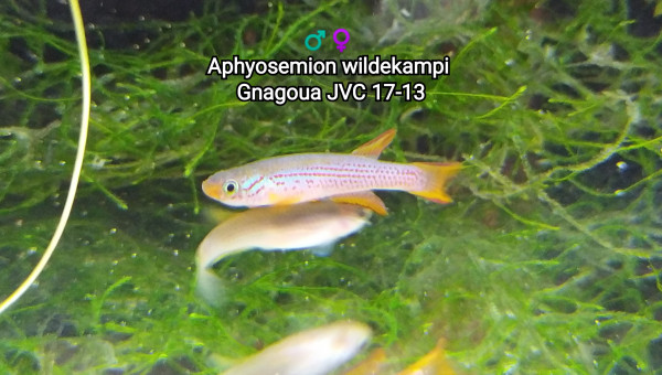 ♂️♀️ Aphyosemion wildekampi Gnagoua JVC 17-13