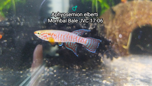 ♂️  Aphyosemion elberti  Mombal Bale JVC 17-06