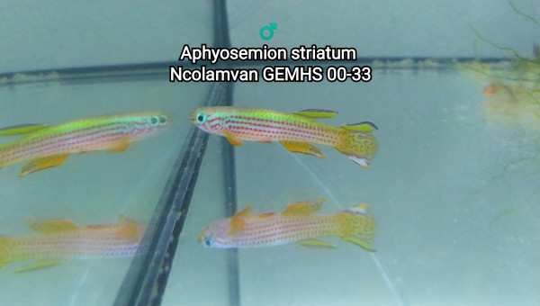 ♂️ Aphyosemion striatum Ncolamvan GEMHS 00-33