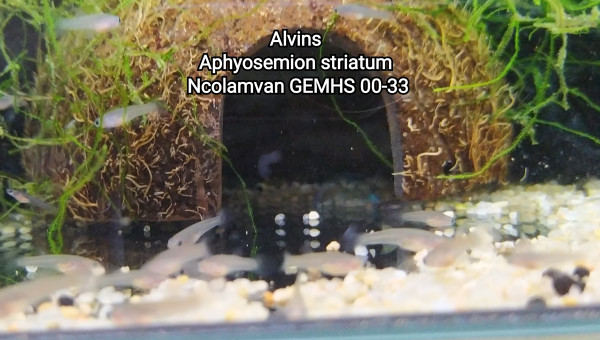 Alvins Aphyosemion striatum Ncolamvan GEMHS 00-33