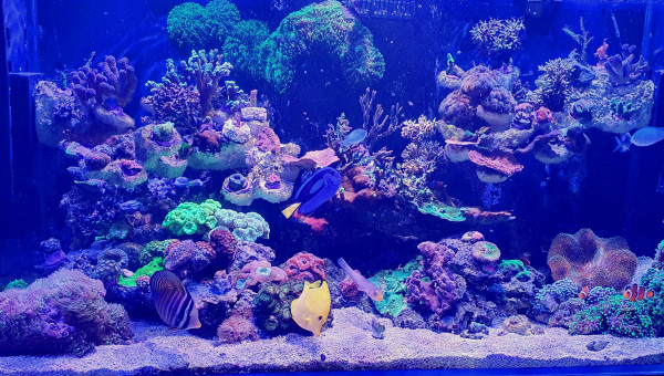 Joyeux Noël à vous