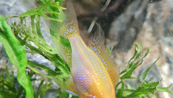 Ramirezi femelle GOLD