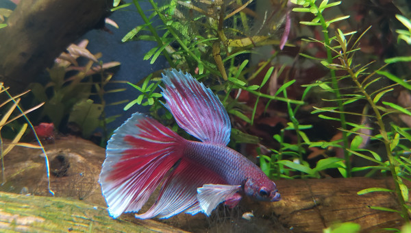 Introduction Betta