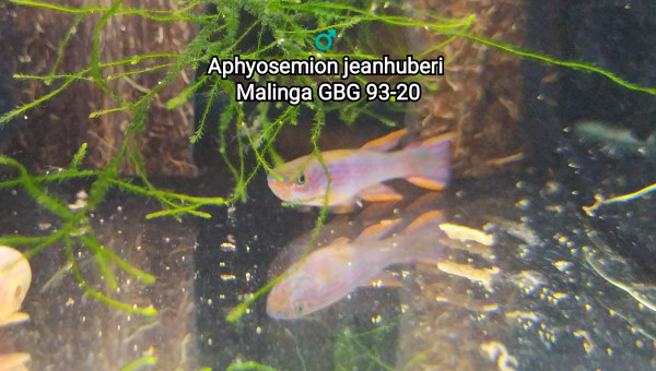 ♂️ Aphyosemion jeanhuberi Malinga GBG 93-20