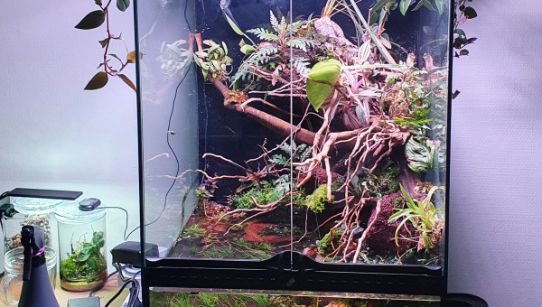 Paludarium crabe vampire