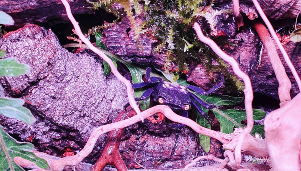 Paludarium crabe vampire