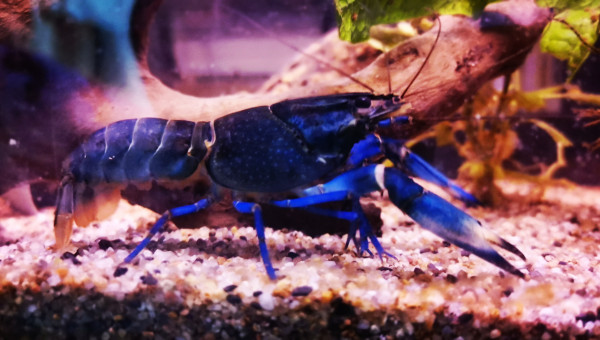 Cherax albertisii