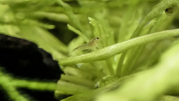 Crevettes Red Cherry