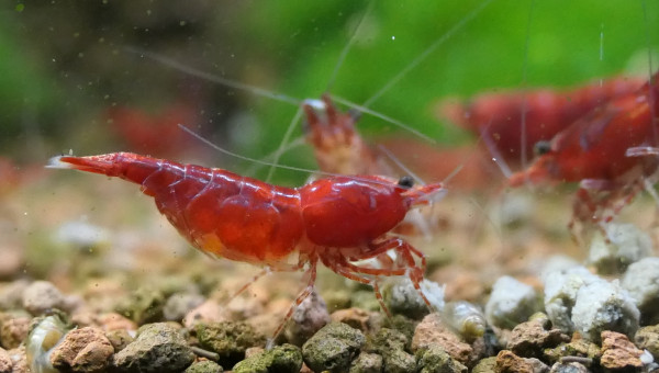 Crevettes Red Cherry