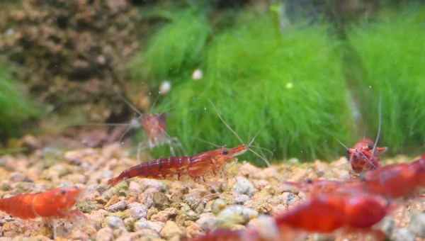 Crevettes Red Cherry