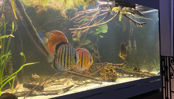 Bac biotope Discus sauvages