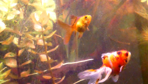 Changement de couleurs