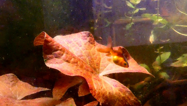 Changement de couleurs