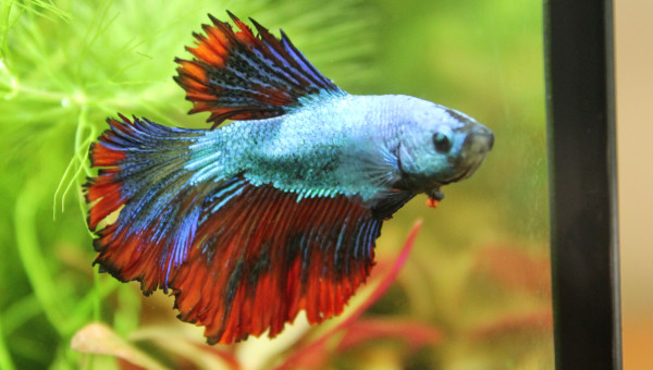 la mort de mon betta