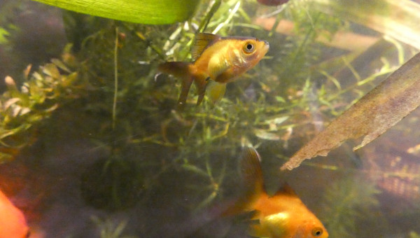 Changement de couleurs (2)