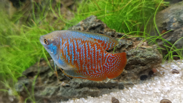 Colisa Lalia (gourami nain)