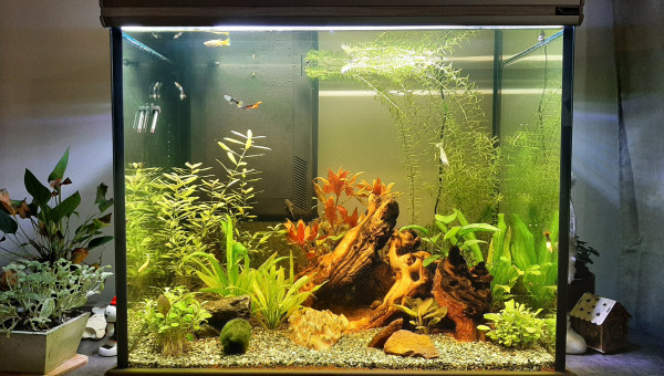 Premières évolutions...