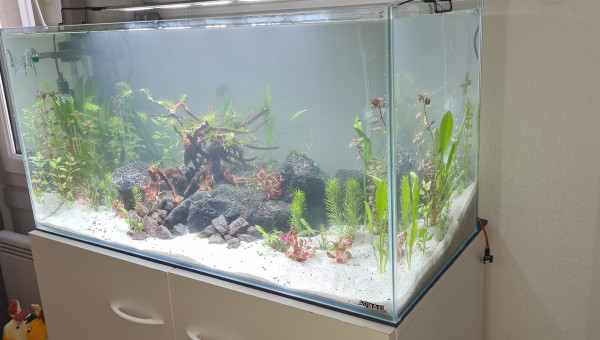 Mon premier aquarium