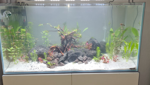 Mon premier aquarium