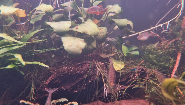 Pas facile a prendre en photos les Danio