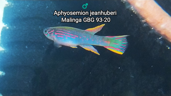 Aphyosemion jeanhuberi Malinga GBG 93-20