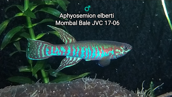 Aphyosemion elberti Mombal Bale JVC 17-06