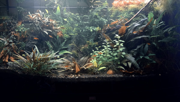 Welcome to the New Jungle