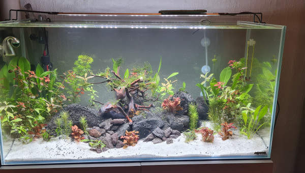 Mon premier aquarium