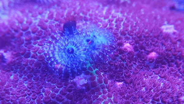 Vers spirographe sur porite