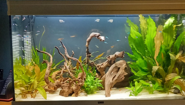 200 L amazonnien