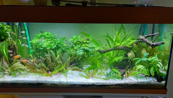 180 L tendance asiatique