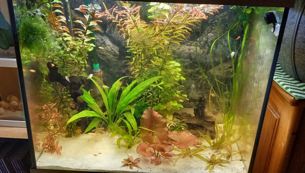 Mes petits carnivores