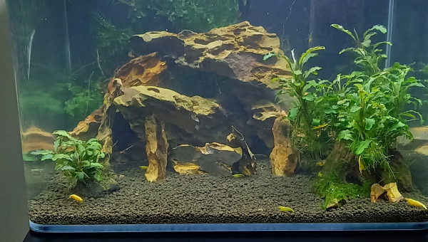 Nano tank 35 L spé neocaridina yellow neon