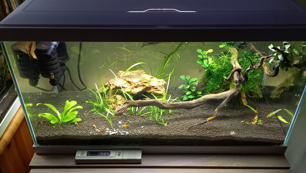 60 L neocaridina orange