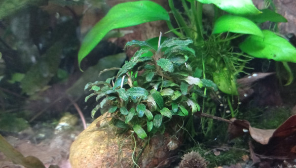 Buce #1 (wavy green ?)