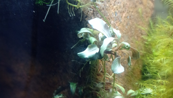 Buce #10 white qq chose