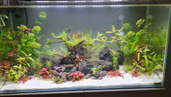 Mon premier aquarium