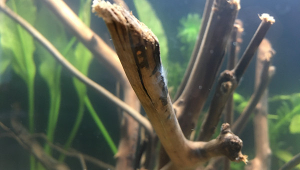 Voile blanc et escargot