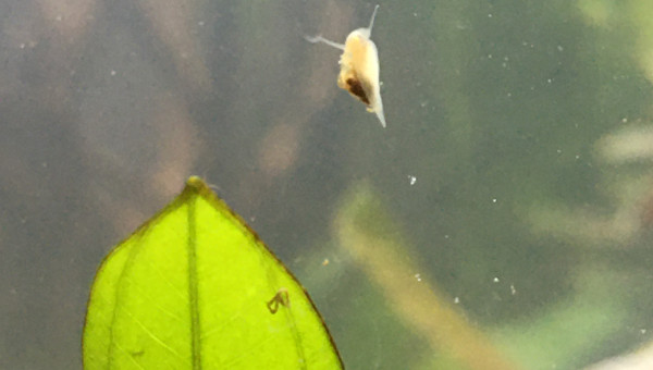 Voile blanc et escargot