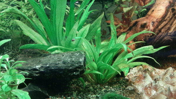 Echinodorus amazonicus.