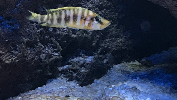 Altolamprologus compressiceps Kilima mandarine