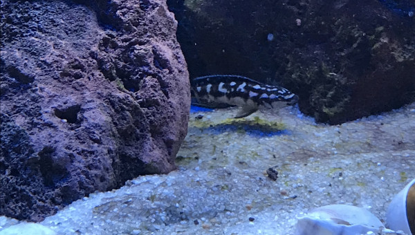 Julidochromis sp kombe