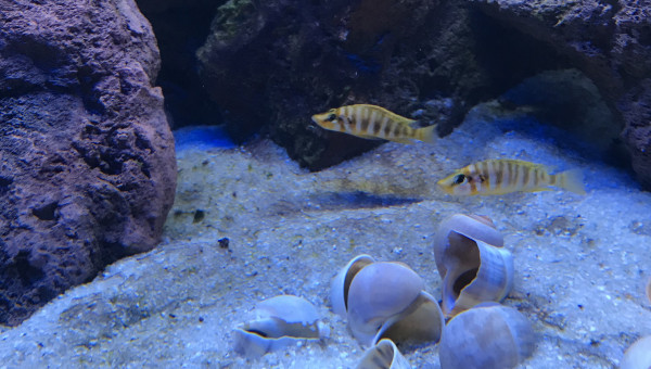 Altolamprologus compressiceps kilima mandarine