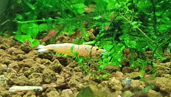 Caridina snow white
