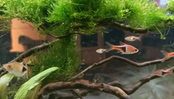 Banc de rasboras arlequin