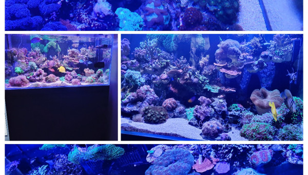 Dernière photo avant l'arrêt de l'aqua